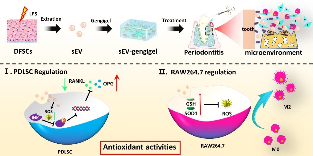 Int J Nanomedicine  四川大学华西口腔医院田卫东教授团队：牙囊干细胞来源的外泌体在牙周炎治疗中的作用