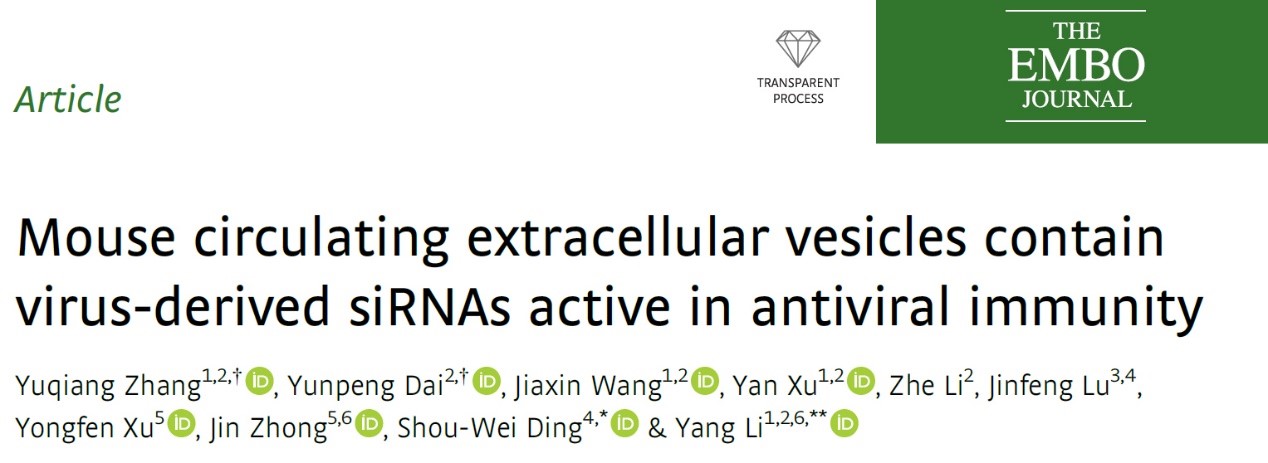 The EMBO Journal|中国科学院动物研究所李杨团队：哺乳动物中抗病毒RNA干扰的系统性免疫机制