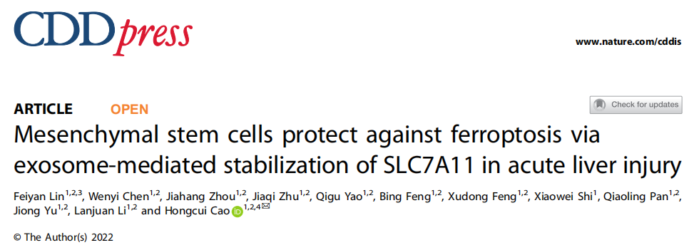 Cell Death Dis | 浙大医学院附一院李兰娟/曹红翠教授团队：间充质干细胞通过外泌体介导SLC7A11的稳定来抑制肝细胞铁死亡进程，而从缓解急性肝损伤
