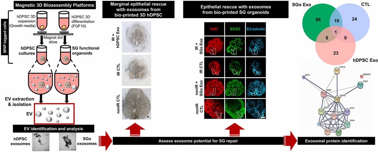 BioactMater丨磁性生物组装平台构建的唾液腺类器官来源的细胞外囊泡用于上皮修复