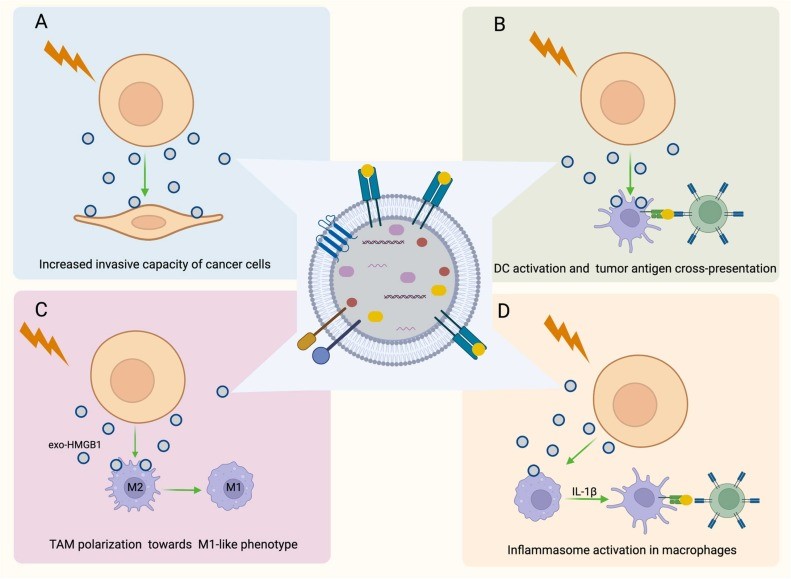 Semin Cancer Biol丨放射治疗诱导肿瘤免疫微环境的重塑