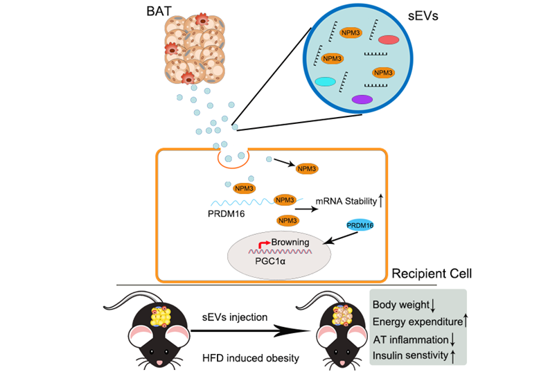J Nanobiotechnol | 四川大学华西口腔医院田卫东教授团队：棕色脂肪胞外囊泡激活白色脂肪棕色化对抗肥胖