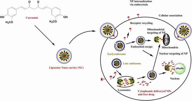 【综述】Semin Cancer Biol丨靶向炎症通路用于肿瘤治疗的外泌体纳米药物的现状和未来展望