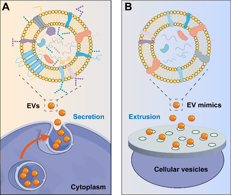 J. Control. Release | 深圳湾实验室饶浪团队综述：工程化细胞外囊泡及仿生纳米囊泡在心血管疾病中的应用