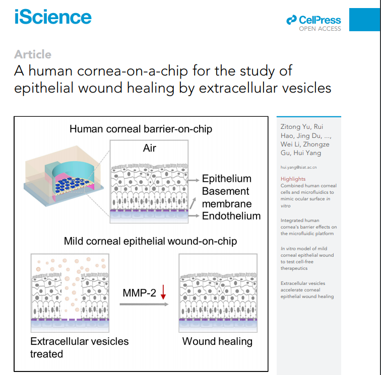 iScience｜深圳先进院杨慧研究员团队：人眼角膜芯片用于研究细胞外囊泡对角膜损伤的作用