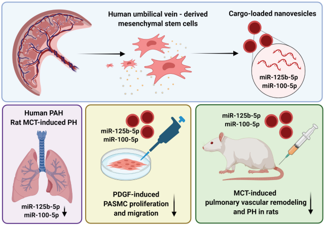 AM J RESP CELL MOL | 南京医科大学基础医学院陈峰教授团队：脐带间充质干细胞来源的纳米囊泡靶向治疗肺动脉高压