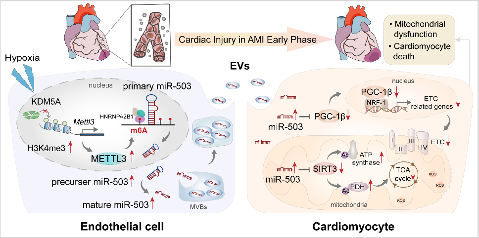 Clin Transl Med | 哈医大附属第二医院张毛毛/田家玮教授：细胞外囊泡携带线粒体扰乱的miRNA加剧心梗后心肌损伤