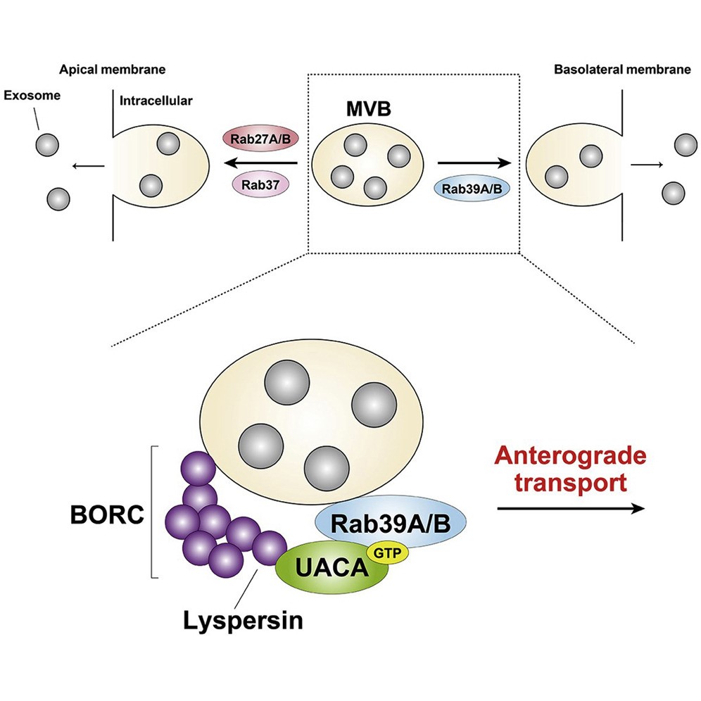 Cell Rep丨Rab家族蛋白参与外泌体从上皮细胞顶端或基底外侧质膜的不同位置释放