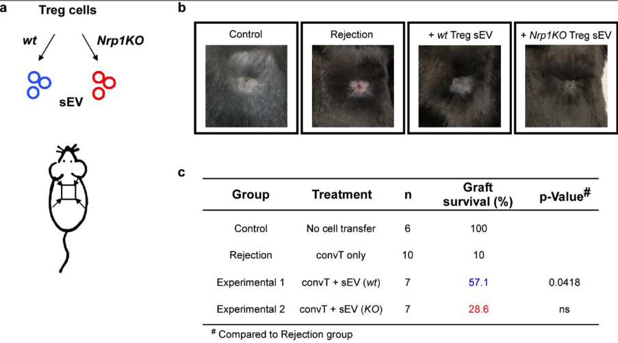 JEV丨Treg细胞衍生的细胞外囊泡上的神经纤毛蛋白抑制移植后的免疫反应