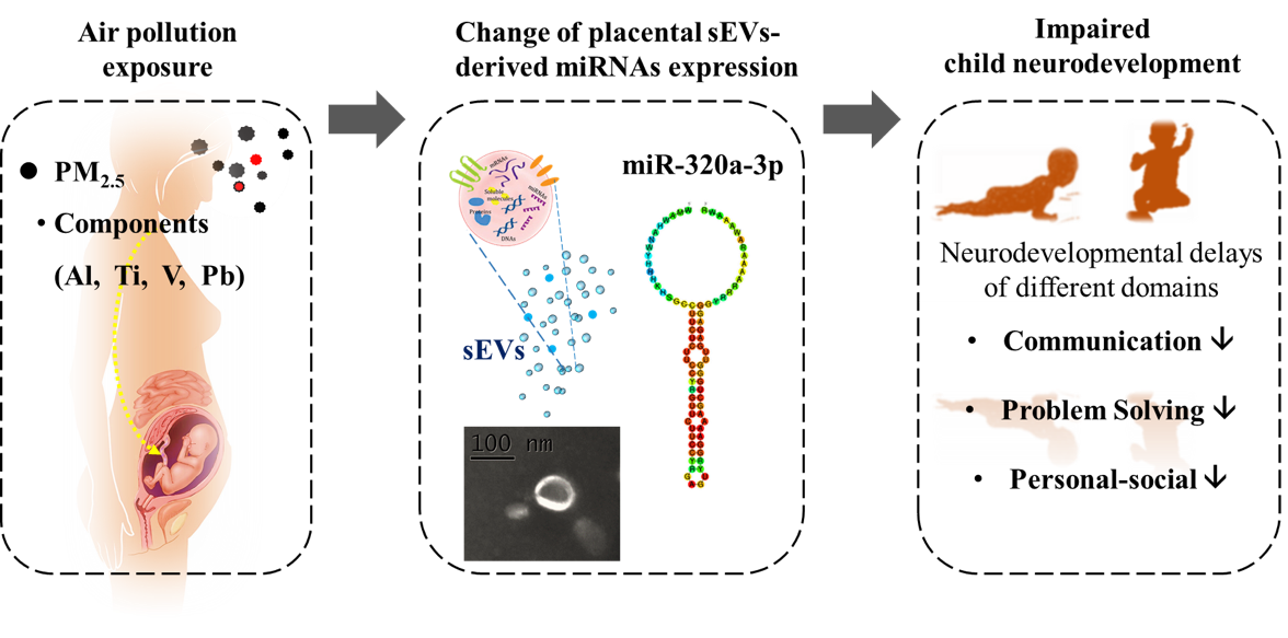 Sci Total Environ | 复旦大学张蕴晖教授团队：揭示产前大气细颗粒物及组分暴露对儿童神经发育的影响及潜在新机制