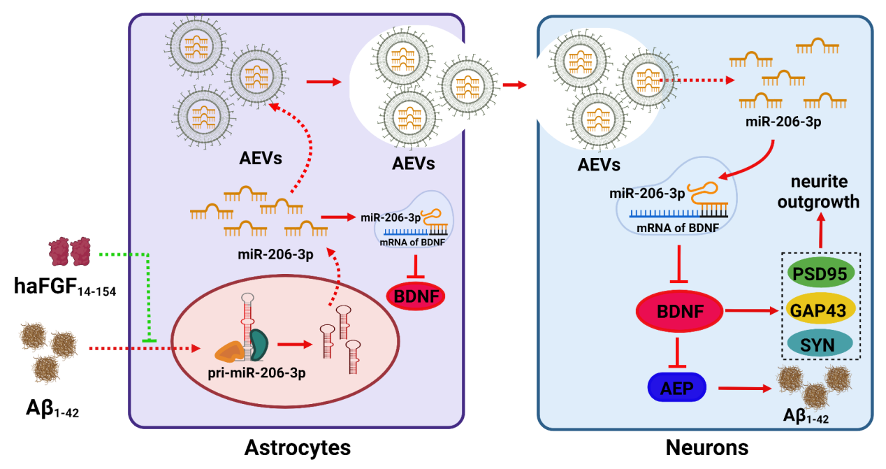 Theranostics|暨南大学黄亚东教授和张齐好教授团队：aFGF调节星形胶质细胞外泌体治疗阿尔茨海默病的新机制