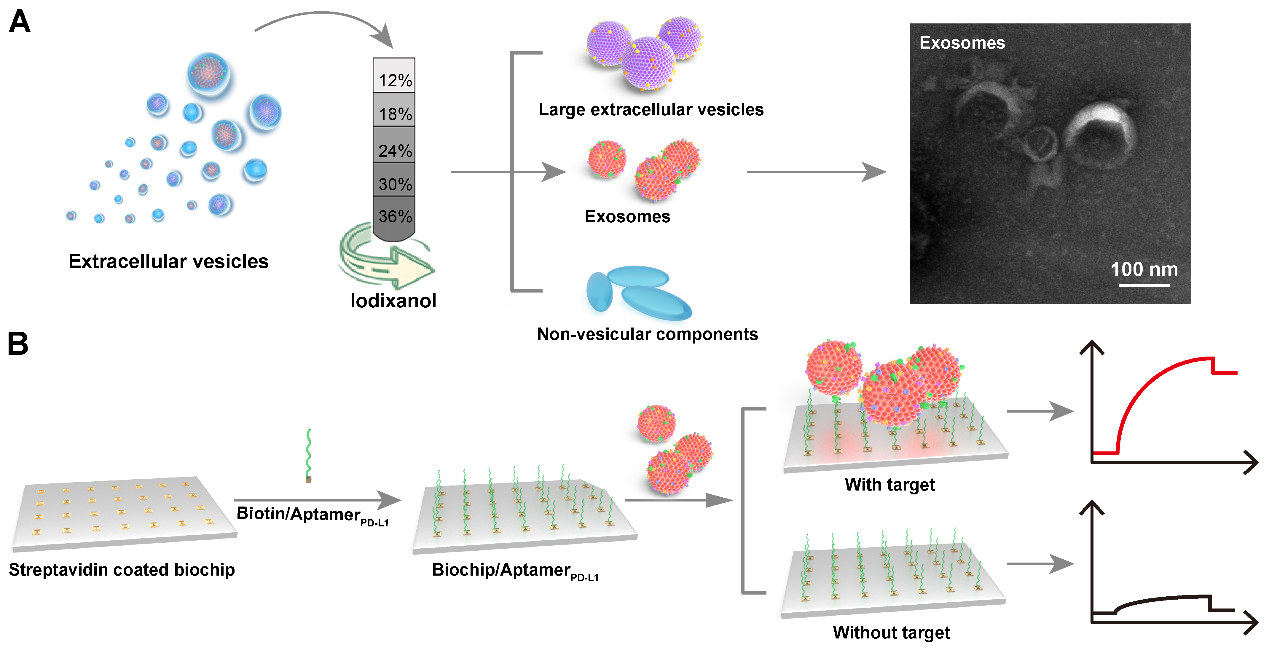 Nanoscale |郑州大学张振中教授和张红岭教授团队：循环外泌体的分离及其PD-L1蛋白水平预测免疫应答