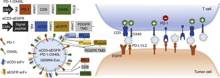 Mol Ther丨一种新的基因工程化的多功能外泌体激活抗肿瘤免疫