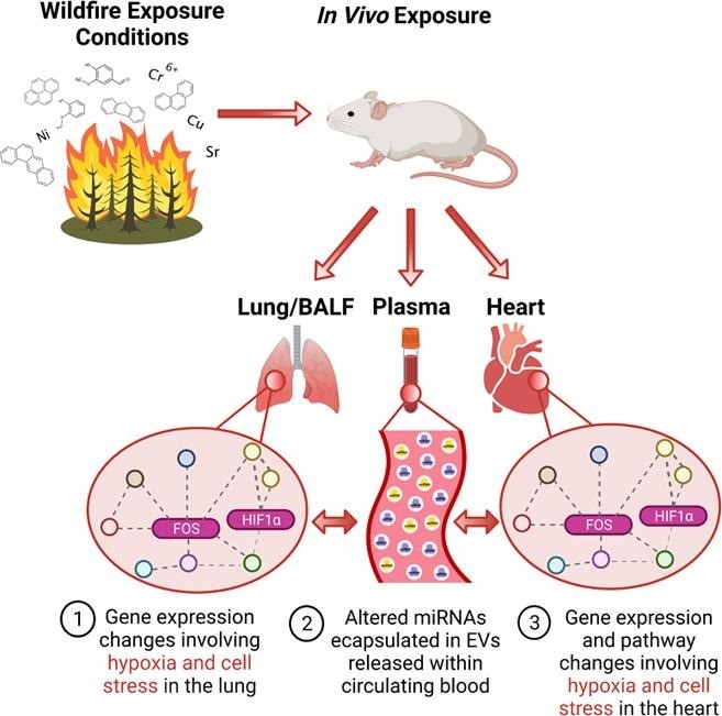 Environ Int丨外泌体miRNA介导了火灾烟雾导致的心肺功能障碍
