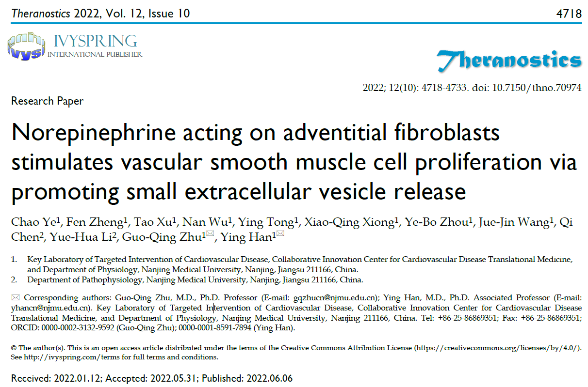 Theranostics | 南京医科大学朱国庆教授团队：去甲肾上腺素通过促进细胞外囊泡释放调节血管平滑肌细胞增殖