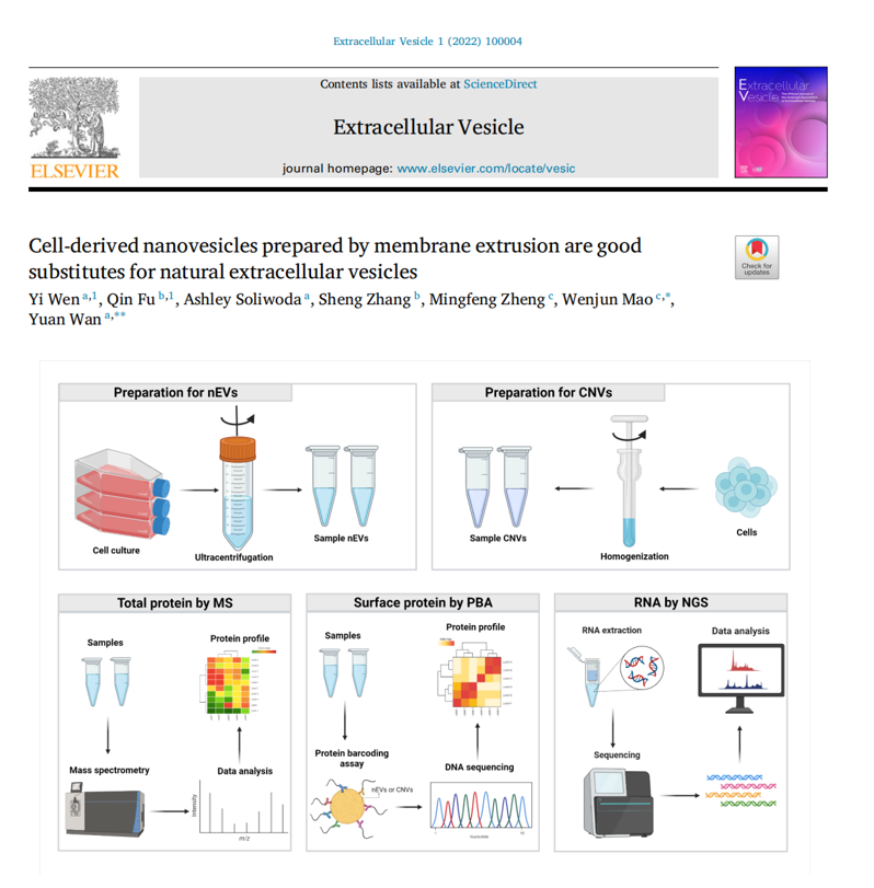 【Extracellular Vesicle】机械挤压法制备的纳米囊泡对比自然分泌的胞外囊泡：形态及组分