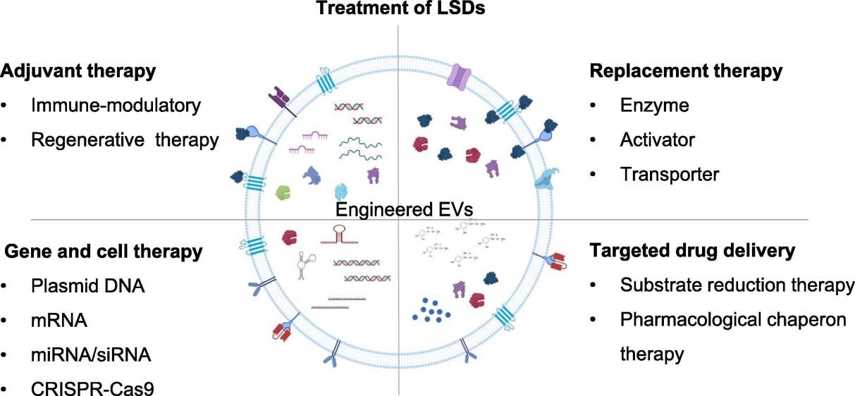 【综述】Adv Drug Deliv Rev丨基于外泌体和细胞外囊泡的溶酶体贮积症治疗方法