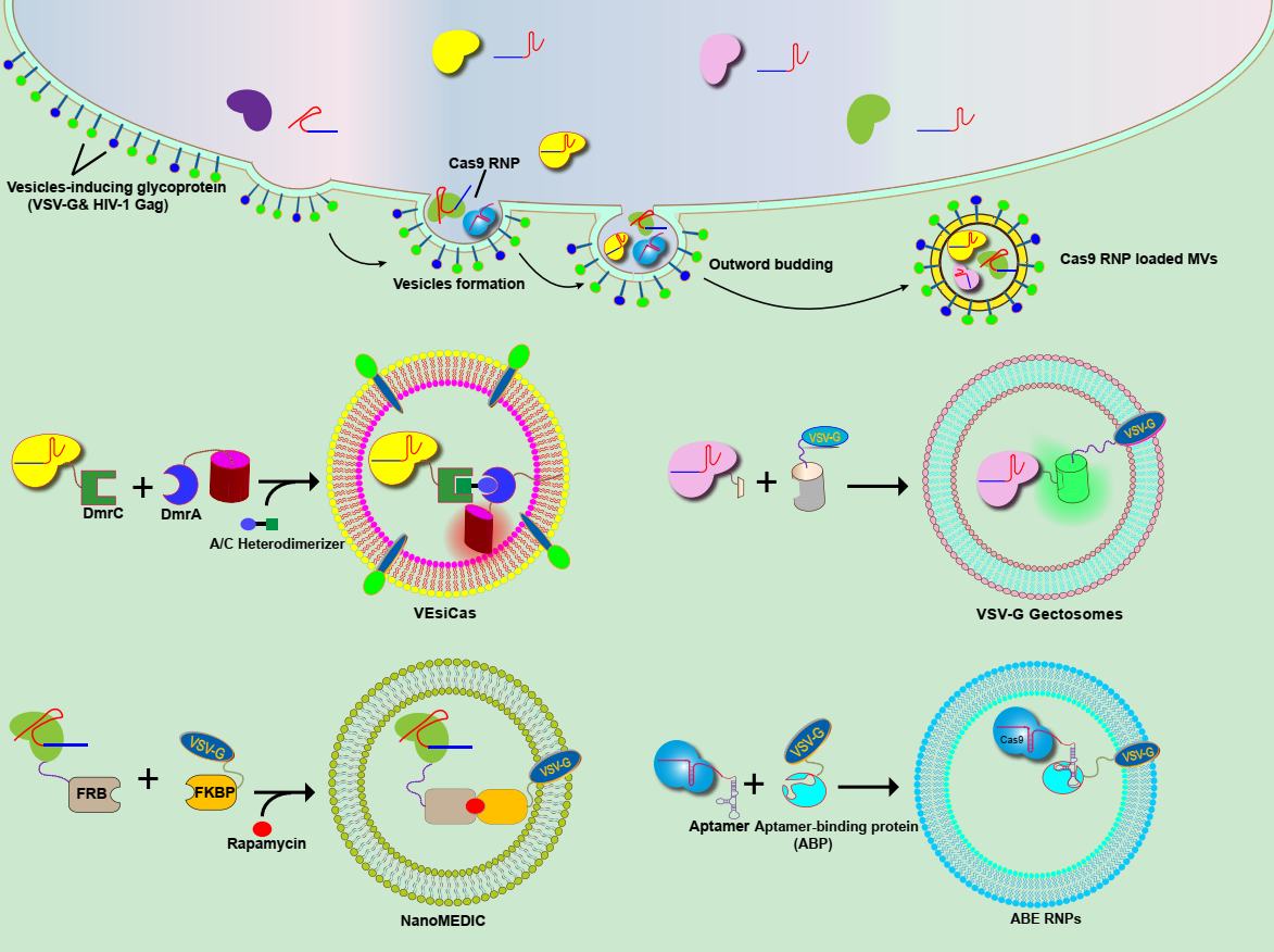 【综述】Biomaterials science|细胞外囊泡递送CRISPR/Cas9基因编辑工具：内容物包装和装载的工程化策略