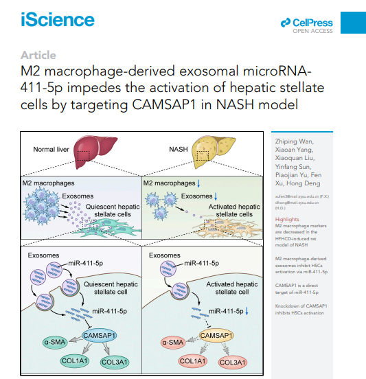 iScience | 中山大学邓洪、徐芬团队：M2型巨噬细胞外泌体抑制肝星状细胞激活参与NASH进展的机制