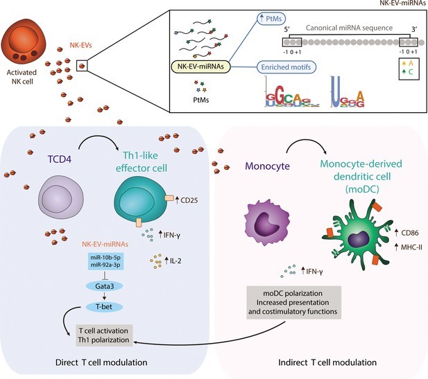 Elife丨NK细胞衍生的细胞外囊泡携带miRNA调节T细胞免疫反应