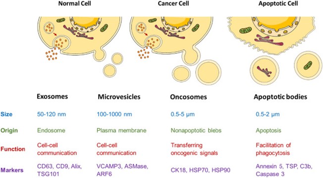 Biochim Biophys Acta Rev Cancer丨外泌体作为头颈部鳞状细胞癌的治疗靶点及耐药机制