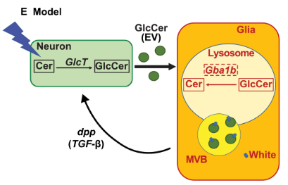 Sci Adv丨神经元分泌的葡萄糖神经酰胺通过外泌体进入胶质细胞并发生溶酶体降解