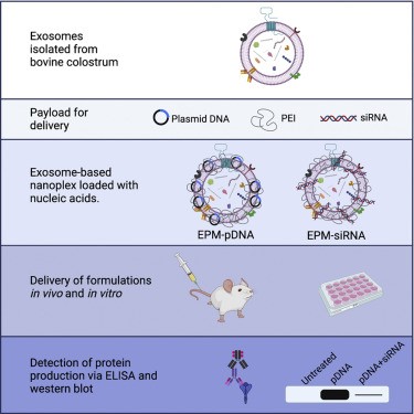 Mol Ther Nucleic Acid丨一种基于外泌体的抗病毒siRNA治疗系统的开发