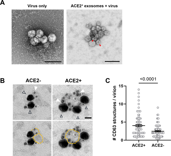 PLoS Biol丨外泌体亚类之一——防御体抵御新冠病毒感染