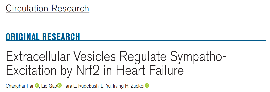 Circ Res：细胞外囊泡通过Nrf2调节心力衰竭中的交感神经兴奋