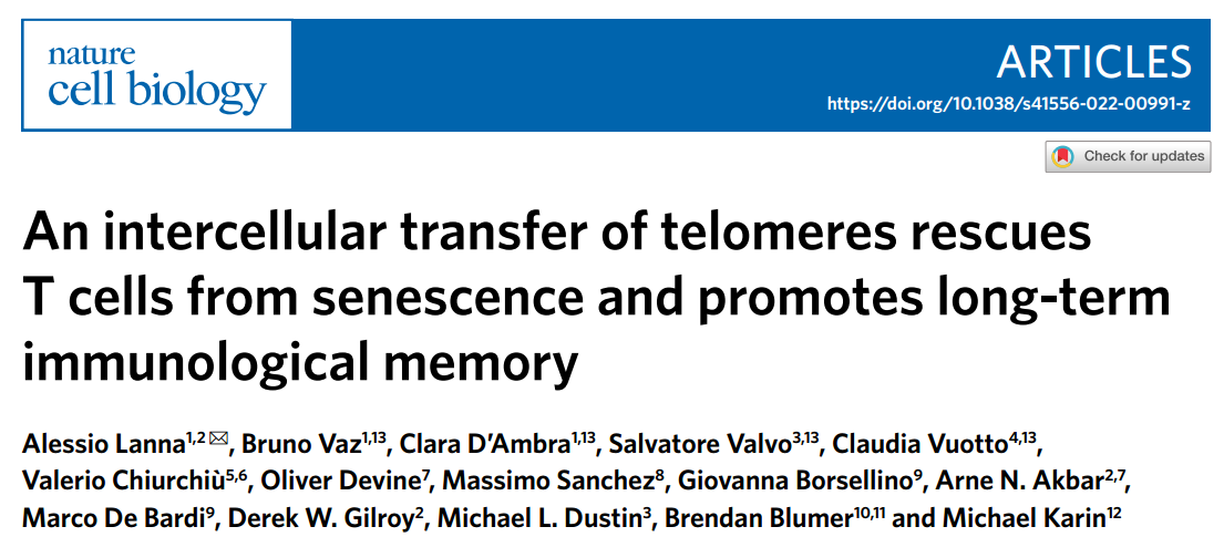 Nat Cell Biol：细胞外囊泡转移端粒，T细胞抵抗衰老新机制