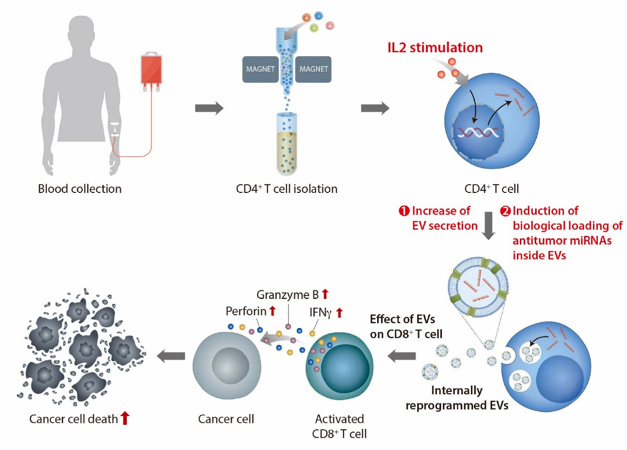 Biomaterials丨CD4 + T细胞衍生的细胞外囊泡作为抗肿瘤免疫治疗工具