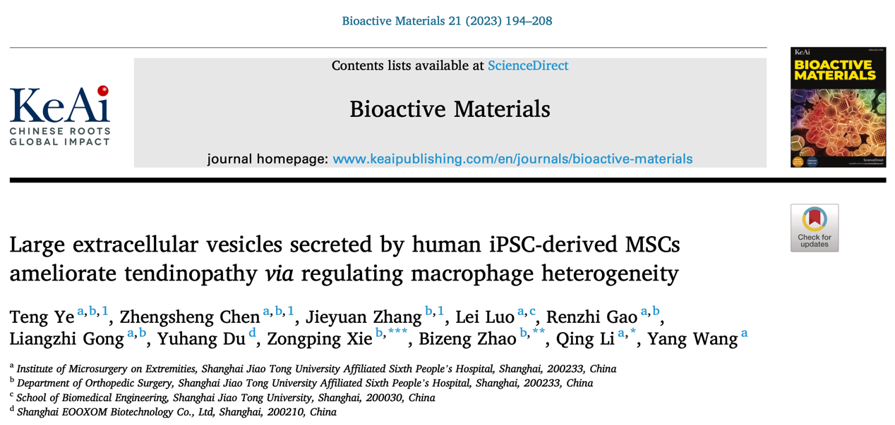 Bioact Mater | 上交大附属第六人民医院汪泱/李青：iPS-MSCs来源大细胞外囊泡通过调节巨噬细胞异质性缓解肌腱病