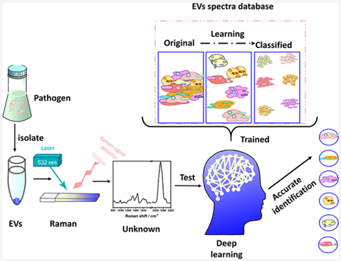 Anal Chem |中科院城市环境研究所崔丽与厦门大学化学化工学院任斌：拉曼光谱结合深度学习快速准确识别病原菌来源的细胞外囊泡