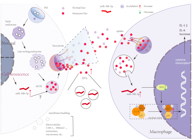 Front Immunol | 清华大学药学院尹航教授、南方医科大学珠江医院王前团队合作揭秘衰老微环境外泌体调节分子机制