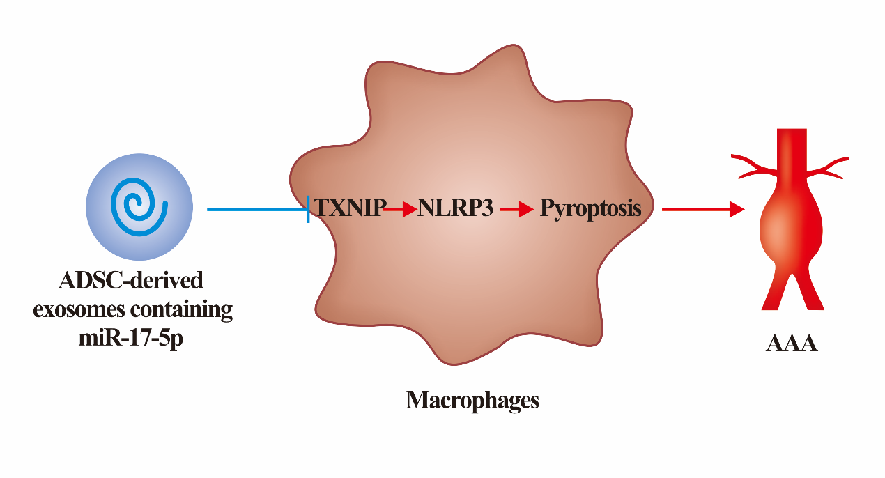 Stem Cell Res Ther |上海交大医学院附属第九人民医院刘晓兵团队：脂肪干细胞来源外泌体治疗腹主动脉瘤的作用与机制