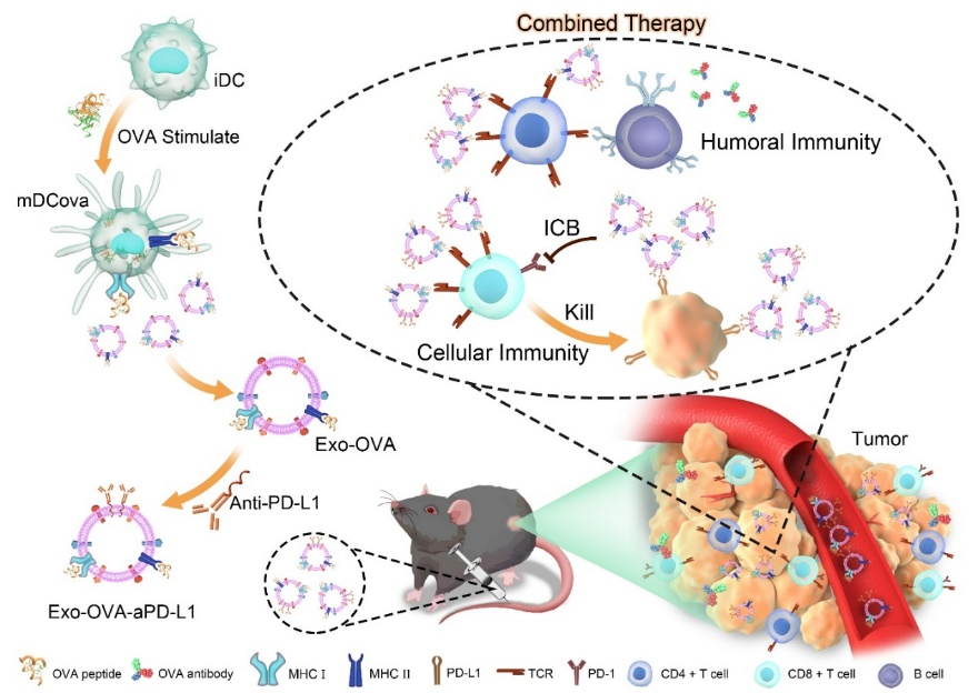 Extracellular Vesicle | 南方医科大学附属东莞医院李振华：具有“一箭双雕”作用的工程化外泌体疫苗