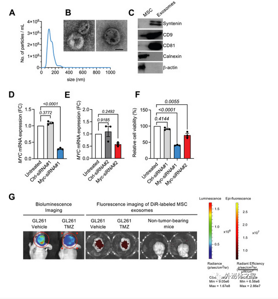 Extracellular Vesicle丨Kalluri团队开发了新的靶向MYC的工程外泌体用于胶质瘤治疗