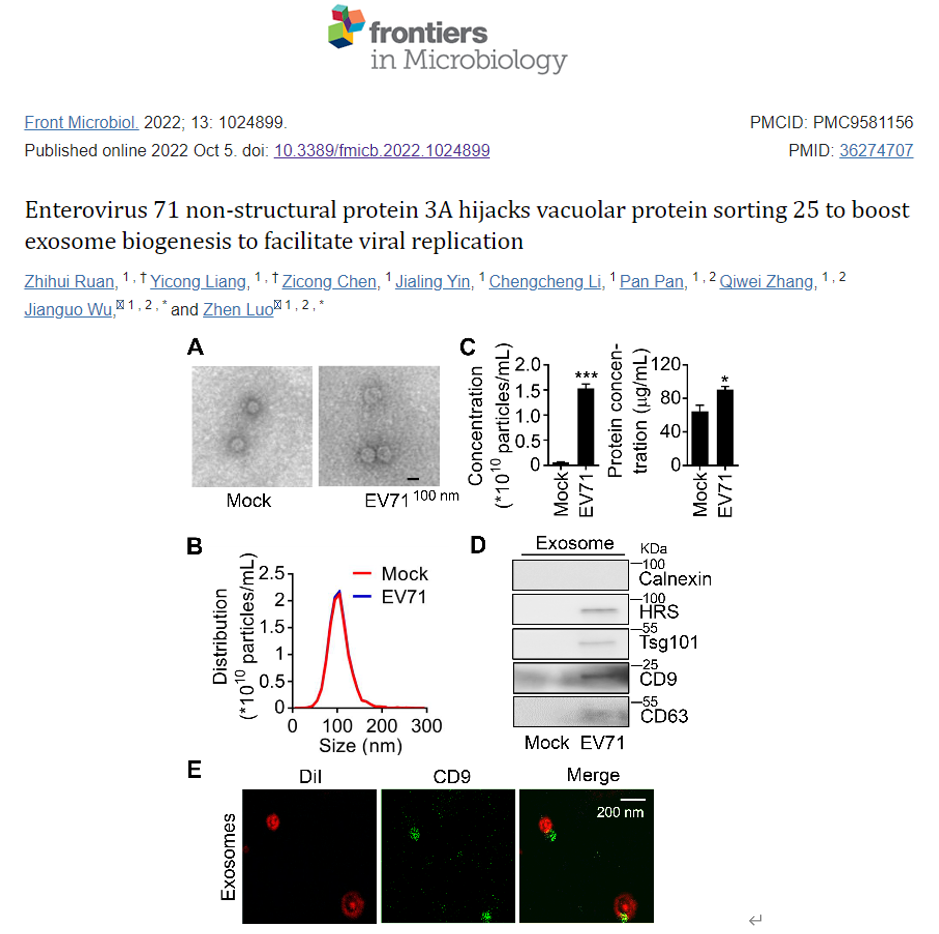 Frontiers in Microbiology | 暨南大学病原微生物研究院团队揭示外泌体在肠道病毒71型感染中的重要功能