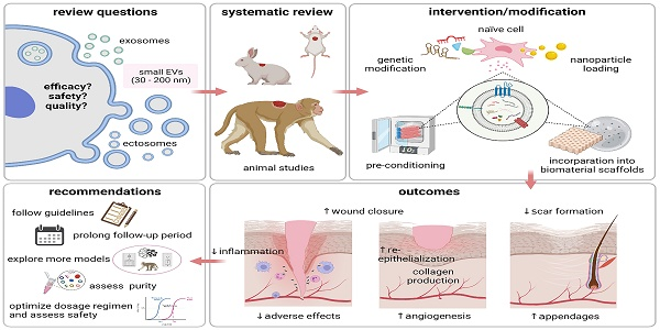 【综述/meta分析】Theranostics丨小细胞外囊泡在伤口愈合和皮肤再生中的有效性和安全性评价