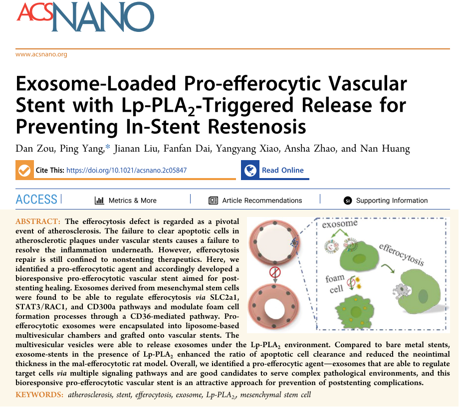 ACS NANO| 西南交通大学黄楠/杨苹/赵安莎团队：针对血管支架内再狭窄问题，提出了基于间充质干细胞外泌体的胞葬干预策略