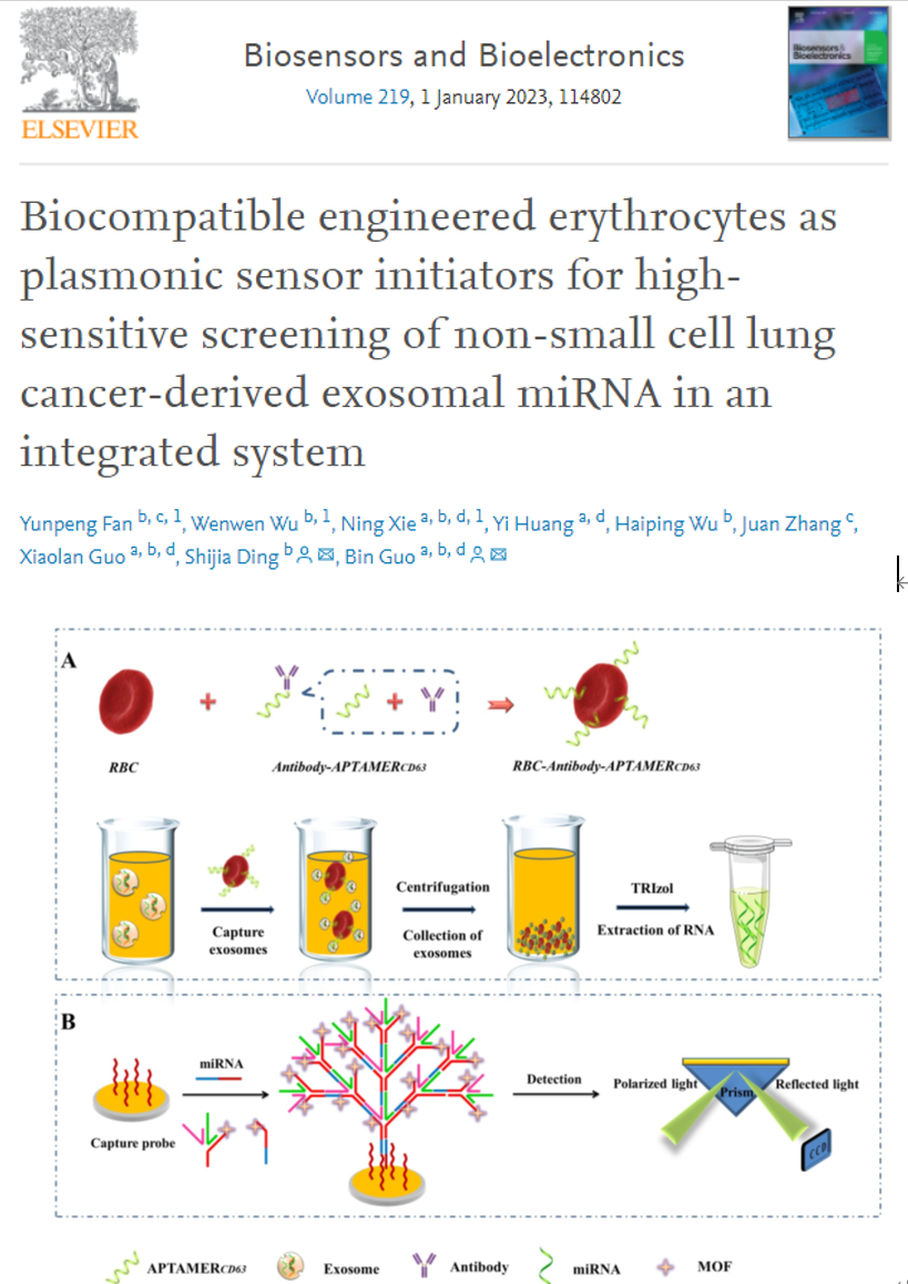 Biosens Bioelectron |川北医学院郭斌/重庆医科大丁世家：工程化红细胞高灵敏度筛选非小细胞肺癌外泌体miRNA