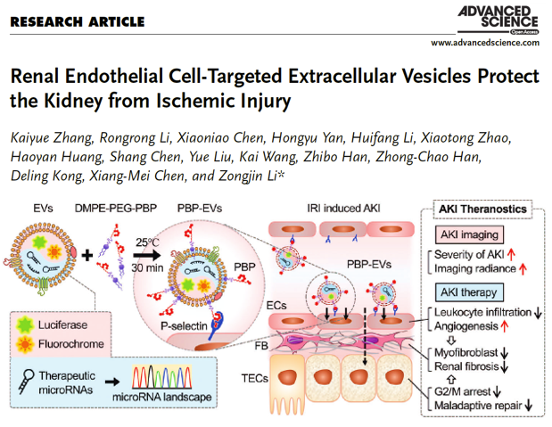 【Advanced Science】南开大学李宗金教授团队：内皮细胞靶向细胞外囊泡用于诊断治疗急性肾损伤