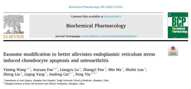 Biochemical Pharmacology|同济大学附属东方医院尹峰教授及蔡俊丰教授团队：外泌体miRNA修饰能更好地缓解内质网应激诱导的软骨细胞凋亡和骨关节炎