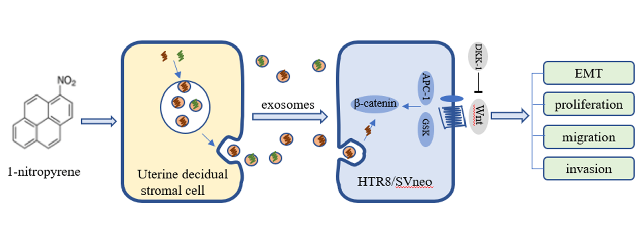 Ecotoxicol Environ Saf | 安徽医科大学:子宫蜕膜基质细胞外泌体介导1-硝基芘对滋养细胞生物行为的间接影响 - 外泌体资讯网