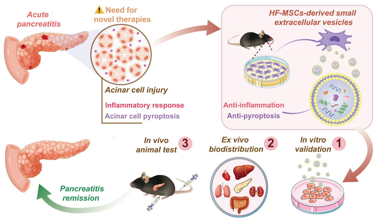 J Control Release|哈尔滨医科大学附属第二医院金世柱教授团队：毛囊间充质干细胞衍生的sEVs用于急性胰腺炎的治疗