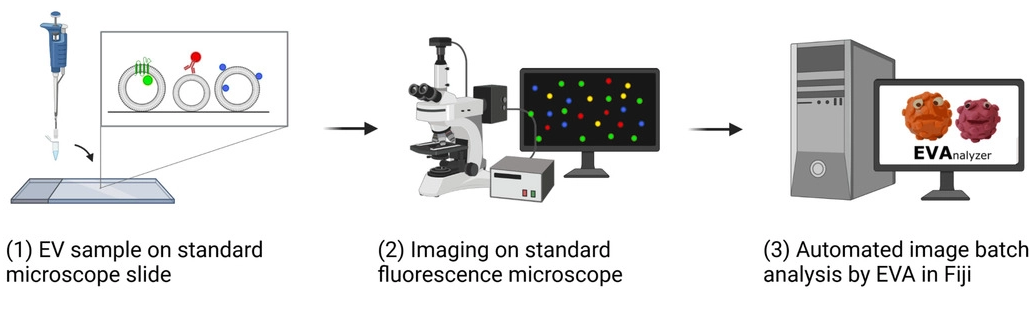 JEV丨EVAnalyzer——开源ImageJ插件用于单个细胞外囊泡的高质量成像