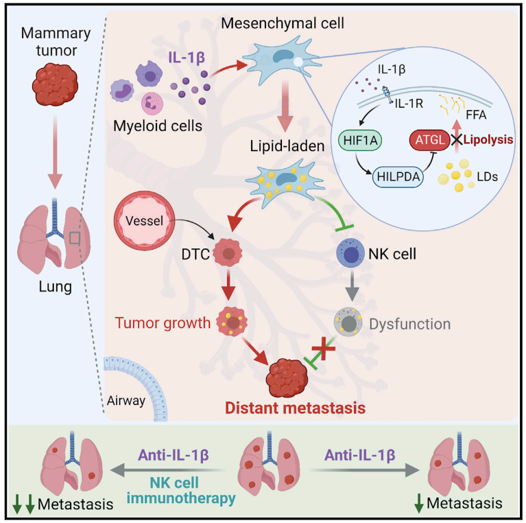 Cell Metab丨肺间充质细胞通过外泌体样囊泡分泌脂质 促进乳腺癌肺转移