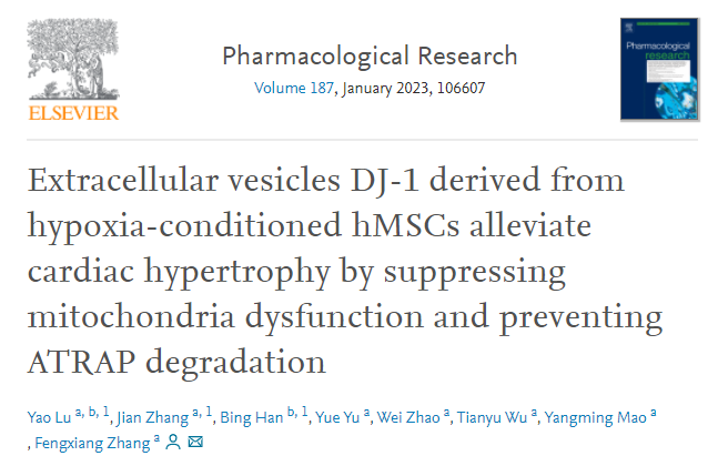 Pharmacological Research| 南京医科大学第一附属医院/江苏省人民医院张凤祥教授团队: 缺氧条件下人源脐带间充质干细胞衍生的细胞外囊泡DJ-1通过抑制线粒体功能障碍和防止ATRAP降解减轻心肌肥厚