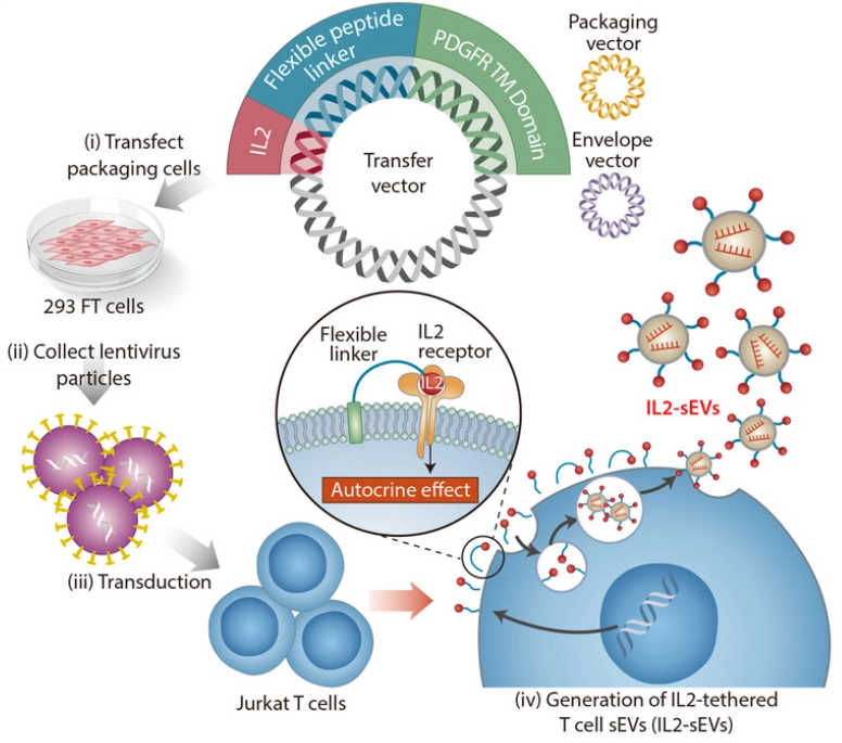 JEV丨 T细胞来源的IL2工程化细胞外囊泡显著增强抗肿瘤免疫治疗效果