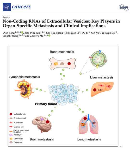 Cancers：细胞外囊泡中的非编码RNA在器官特异性转移中的作用及临床意义